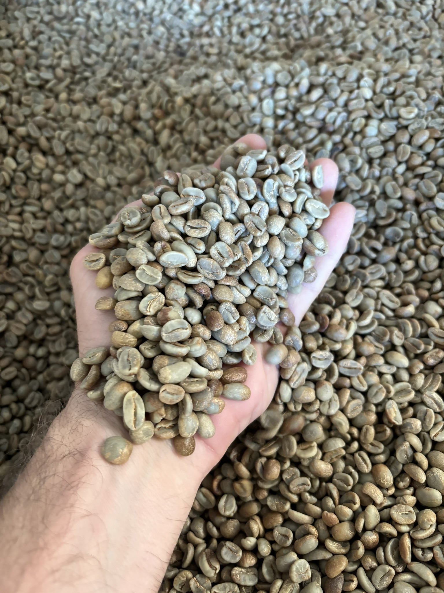 Granos de caf&eacute; verde clasificados listos para exportaci&oacute;n